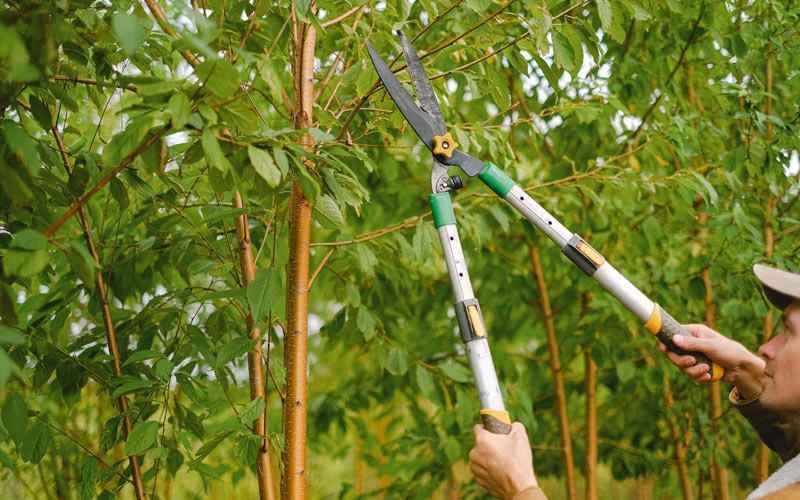 Tree trimming in Malo, WA